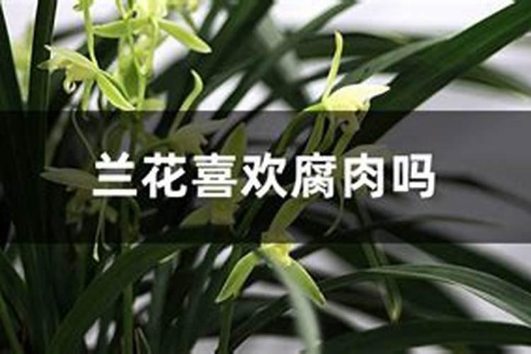 兰花如何施氮肥