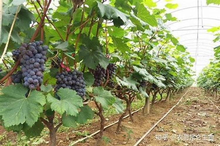 农户种植葡萄,如何施肥可以让葡萄挂满枝？