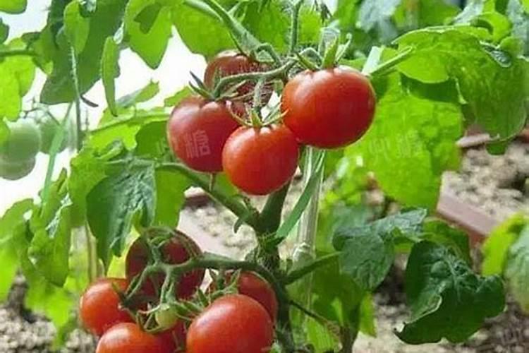 君子兰最喜欢这“4种”花肥,吃了以后叶子肥大,绿的油亮亮