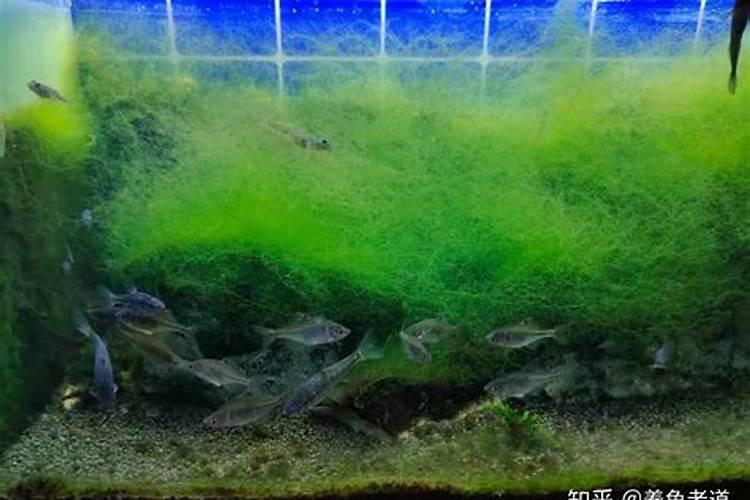 水培花卉营养液能不能养海藻球