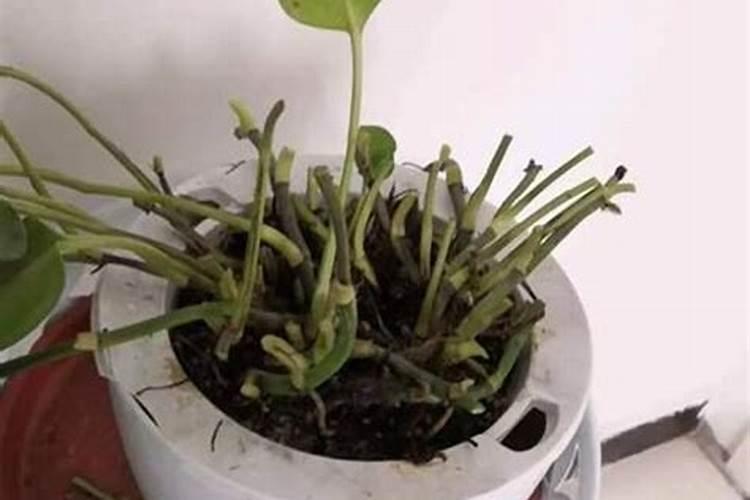 瓜果蔬菜叶面肥的正确使用方法(什么时候打叶面肥好)