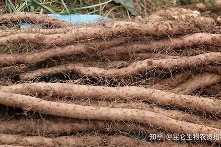 蔬菜浇粪便后几天能吃