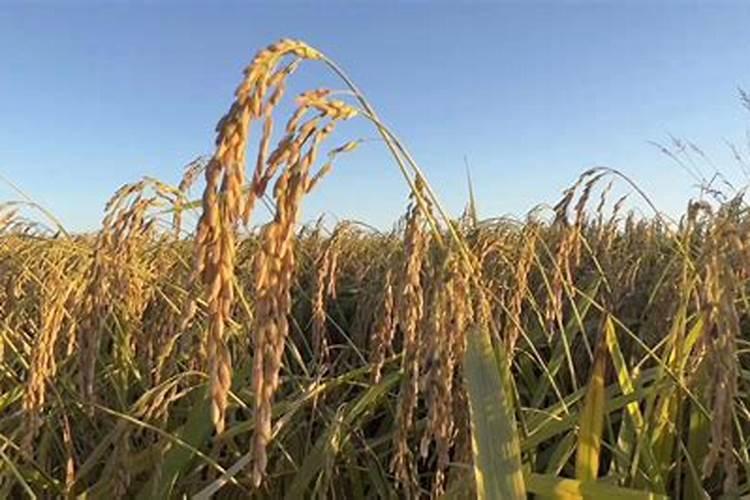 稻花香2号可种旱稻吗