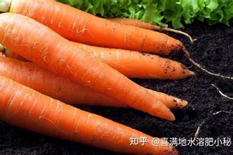 生菜追肥用什么肥料见效快(种生菜用什么肥料冲施最好)