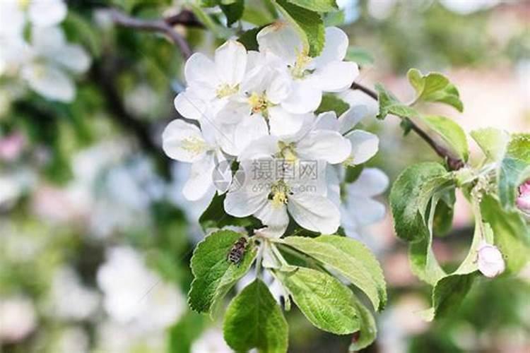 为什么苹果花后要追肥？不可以花前追吗？