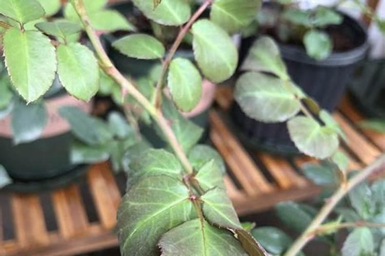 过磷酸钙适合哪些植物