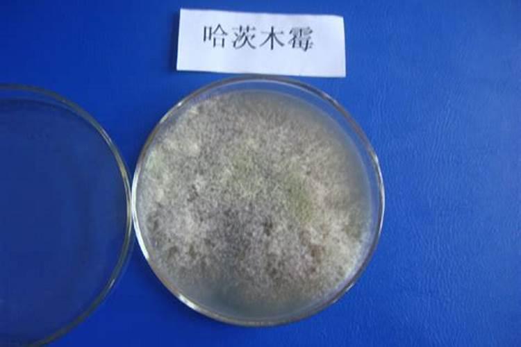 复合肥撒施技巧