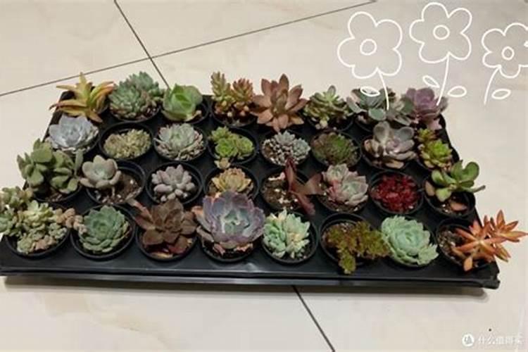 汇林优品告诉你有机肥和化肥有哪些不同