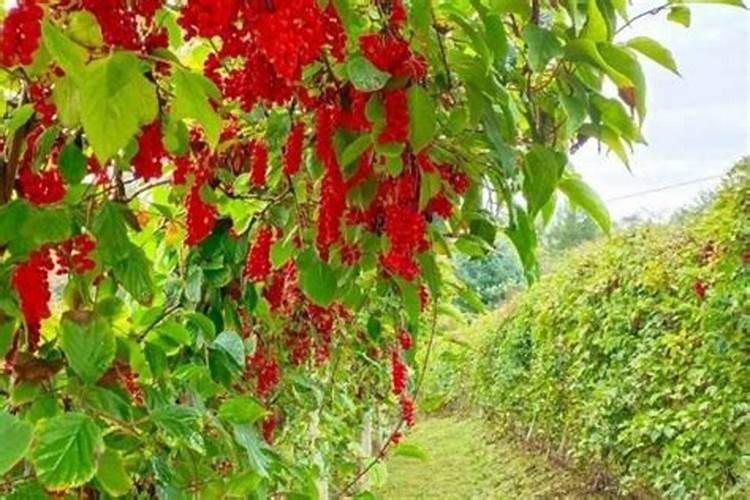 北五味子花期施肥管理方法