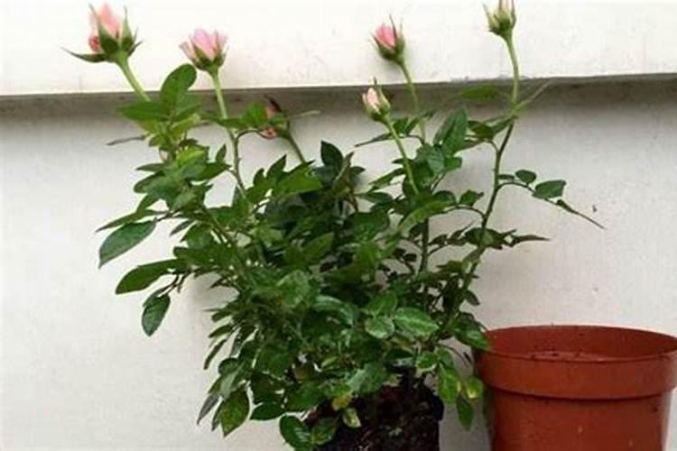 陕西绿盛肥业有限公司怎么样？