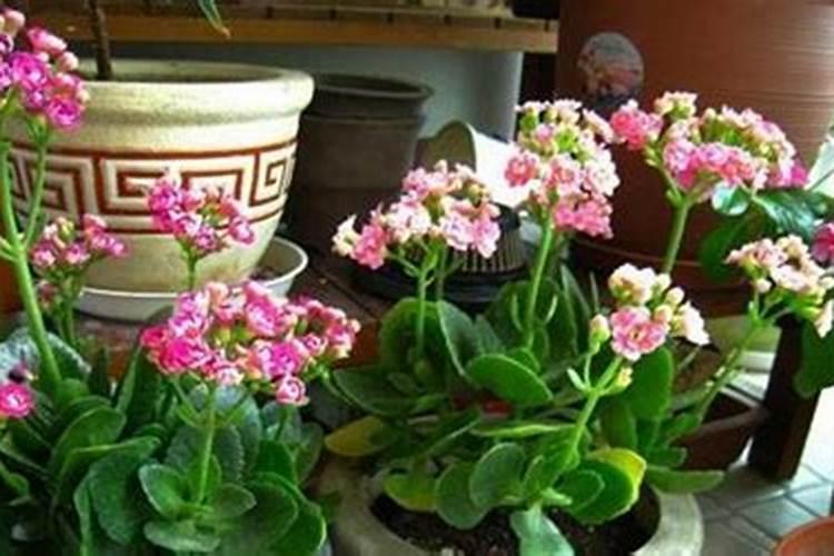 长寿花花期怎样施肥和浇水