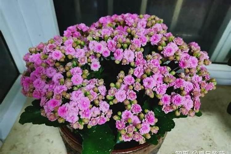长寿花多久施一次肥 长寿花肥料施用周期是多久？