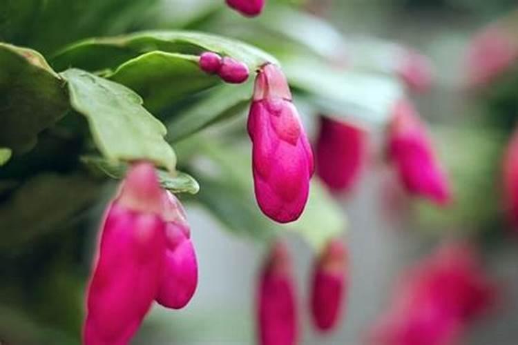 壳寡糖不适合人群有哪些 3类人不适合吃壳寡糖