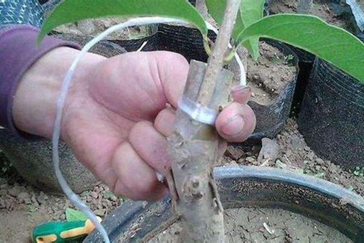 人体缺少钾元素长期补不上去怎么回事？