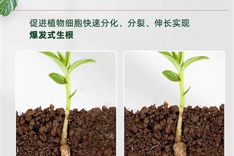 谁有生根壮苗效果比较好的水溶肥？