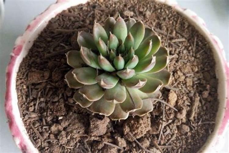 木槿花黄叶是怎么回事,叶子黄了脱落怎么补救