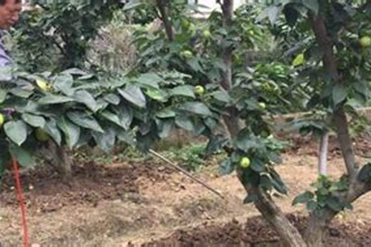 脐橙幼树怎样控花