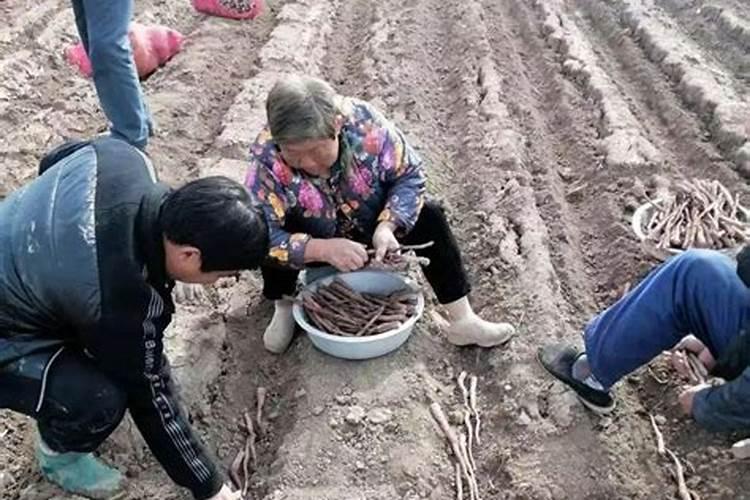 让草坪的草停止长高的药物