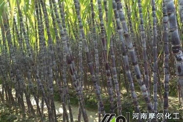 发财树枝如何生根