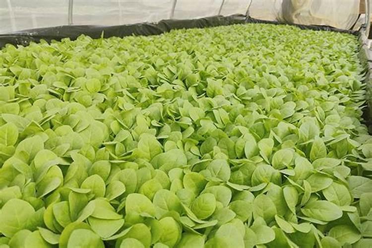 三角梅泡水几天就生根,水扦插方法图解