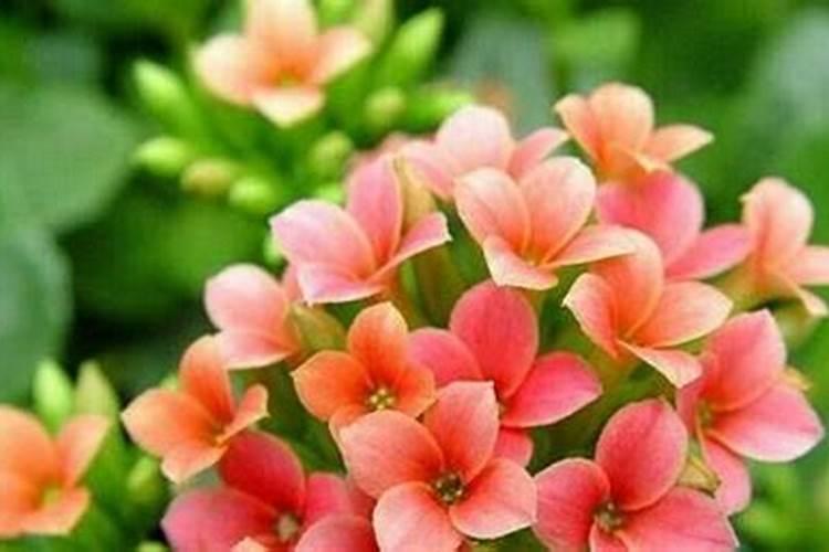 木瓜树施什么肥最好