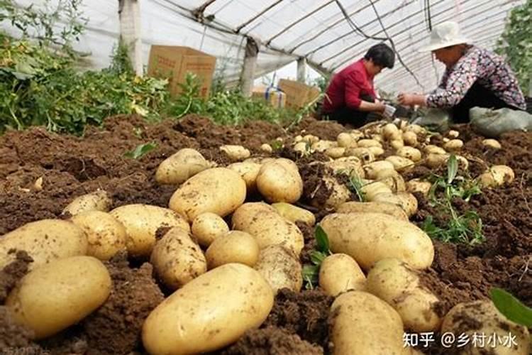 5月翠李子施肥多深最好？