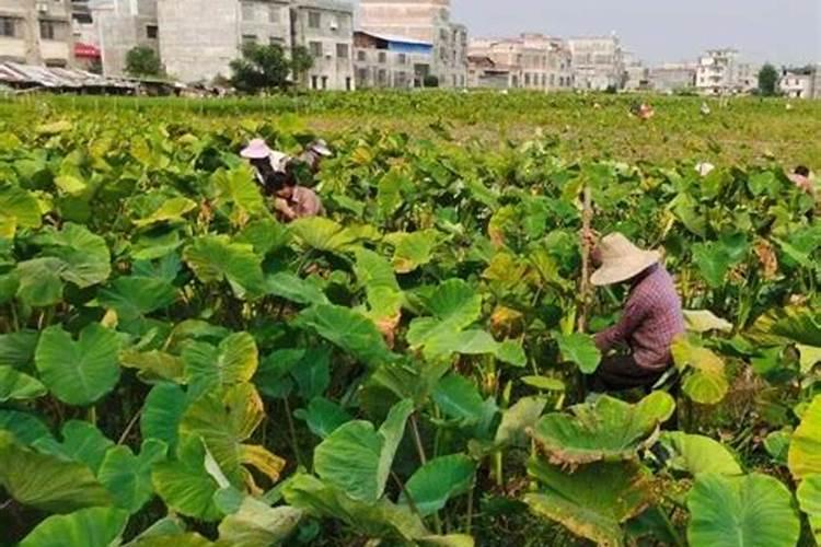 脆红李用什么肥料最好