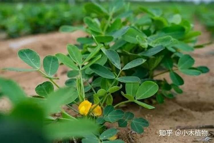 花生开花后施什么肥