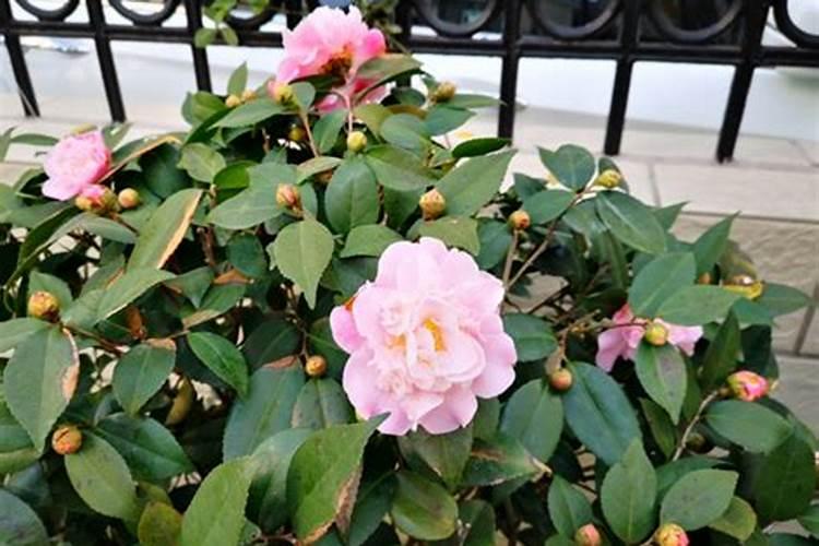 玉米追肥硝酸铵钙和尿素哪个好