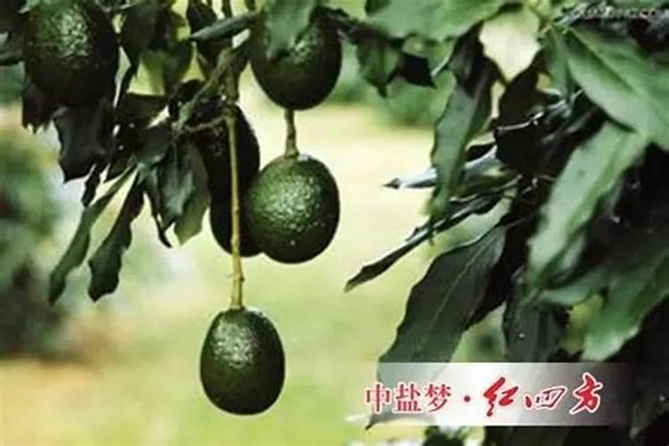 冲施肥对玉米后期影响