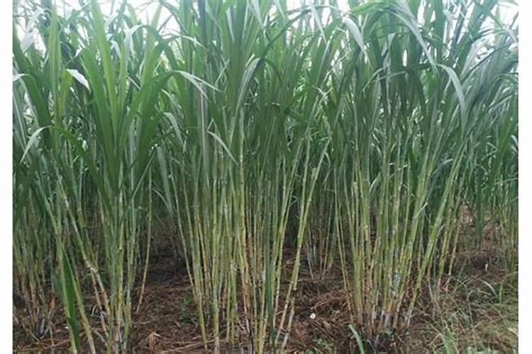 杨梅树会出现哪些病害？