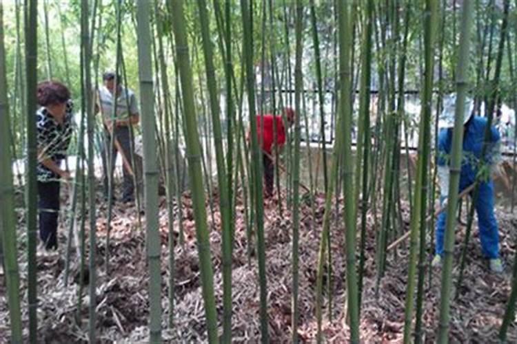 竹子用什么肥料最好