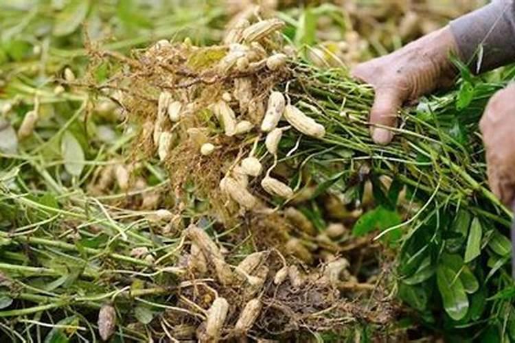 钙肥冲施滴灌好还是叶面喷施好？