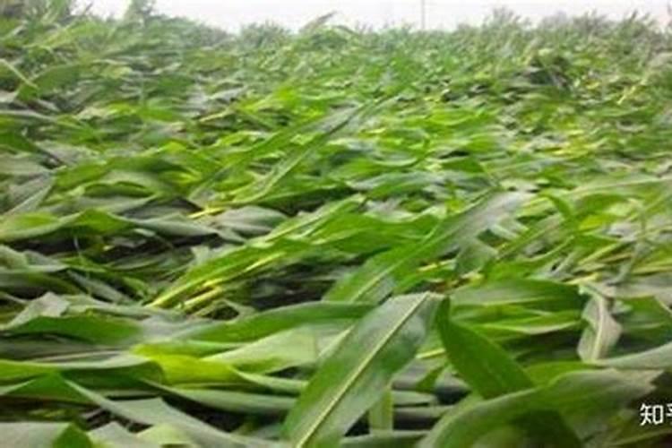 奥绿318s适合什么花