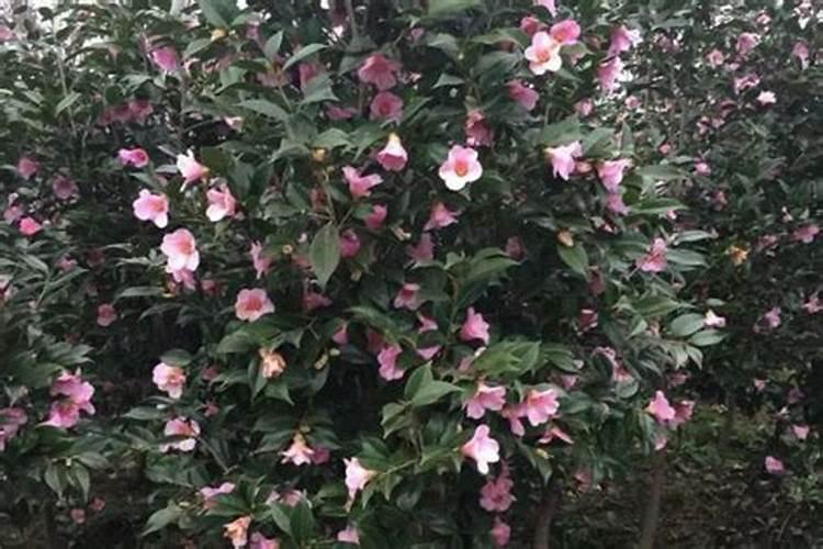 槟榔施什么肥保果