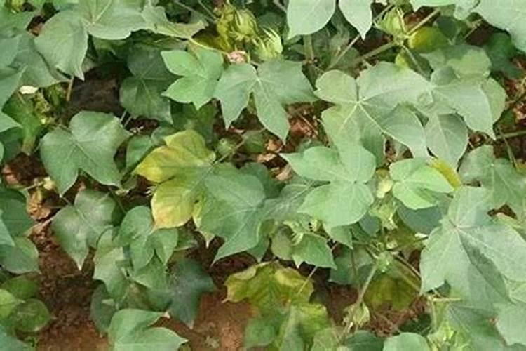 棉花缺素症缺磷症