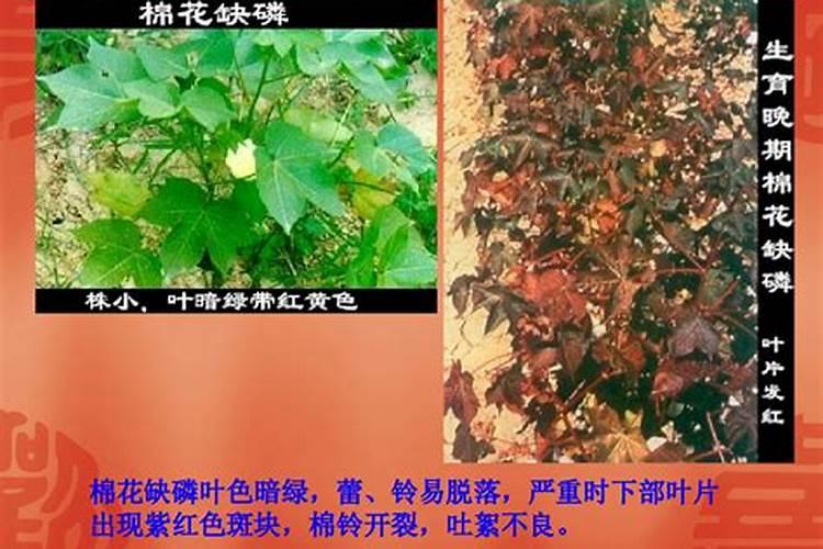 棉花怎么追施钾肥？棉花施用钾肥技术是什么？