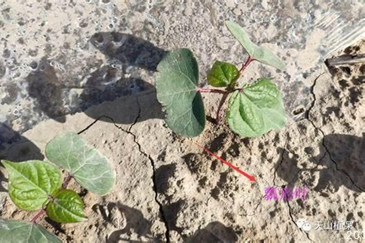 先益农上善铁叶面肥效果如何