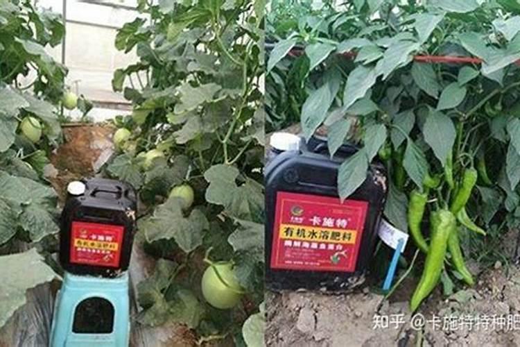 施肥水稻苗期怎么施肥