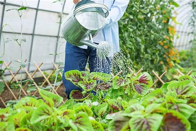 水溶肥施肥后还能浇水吗？