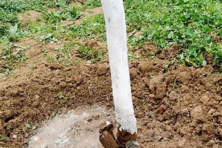 多肉定根水是不是生根液？