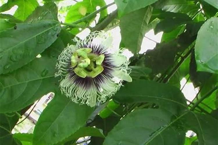 薄荷一亩地产多少斤