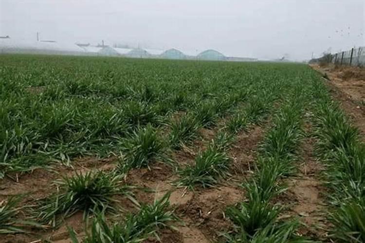 菊花一晒太阳叶子就蔫了能打叶面肥吗