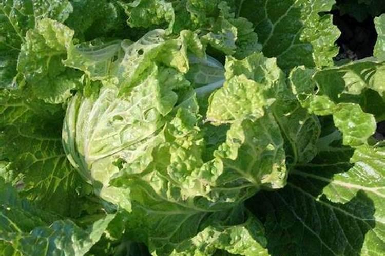 刚刚移栽的樱桃树可以使用叶面肥吗？怎样使用？