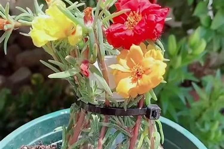 叶面喷施尿素几天见效