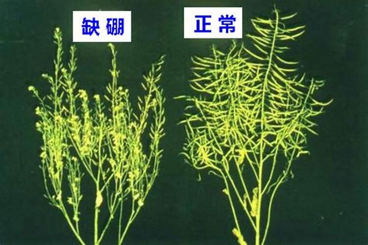 杨梅树施硼肥起什么作用 硼肥的使用方法