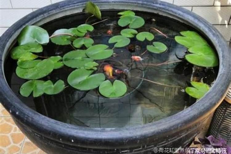 口红吊兰什么时候开花呢