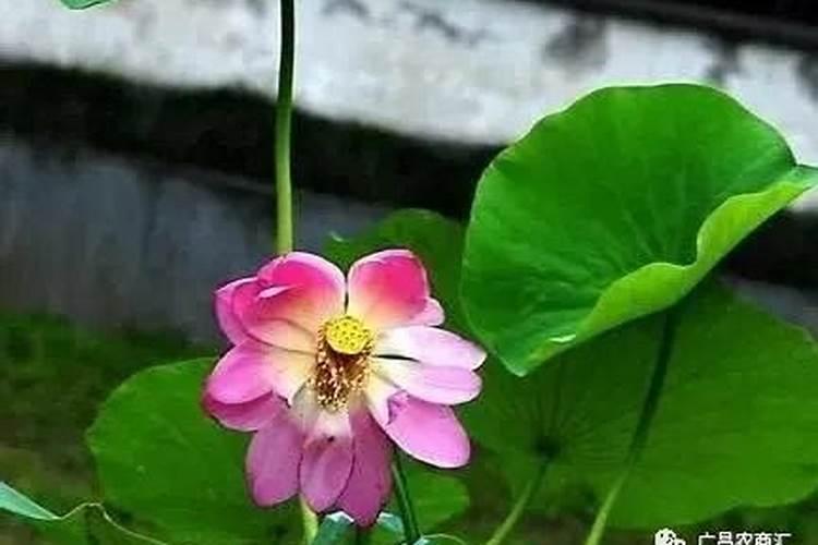 荷花施什么肥料好