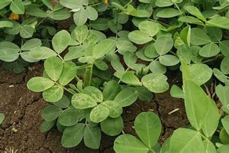 花生开花期施什么肥料