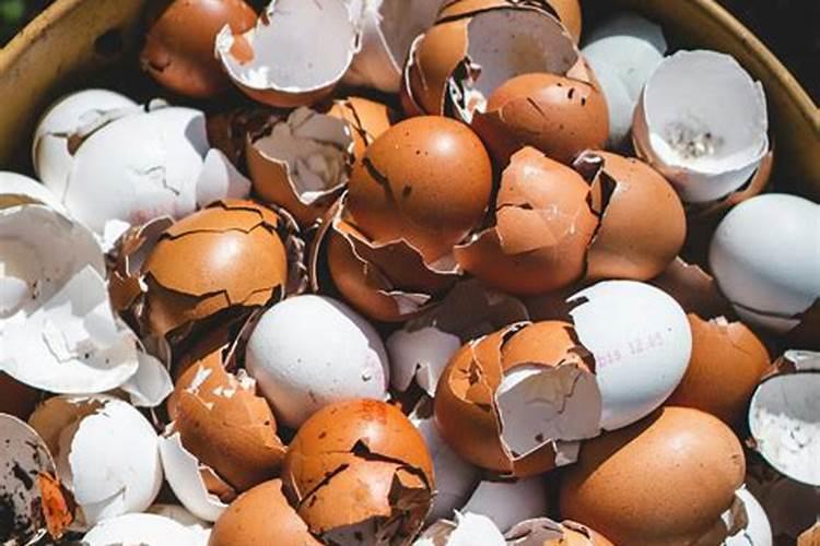 广西最出名桉树肥料